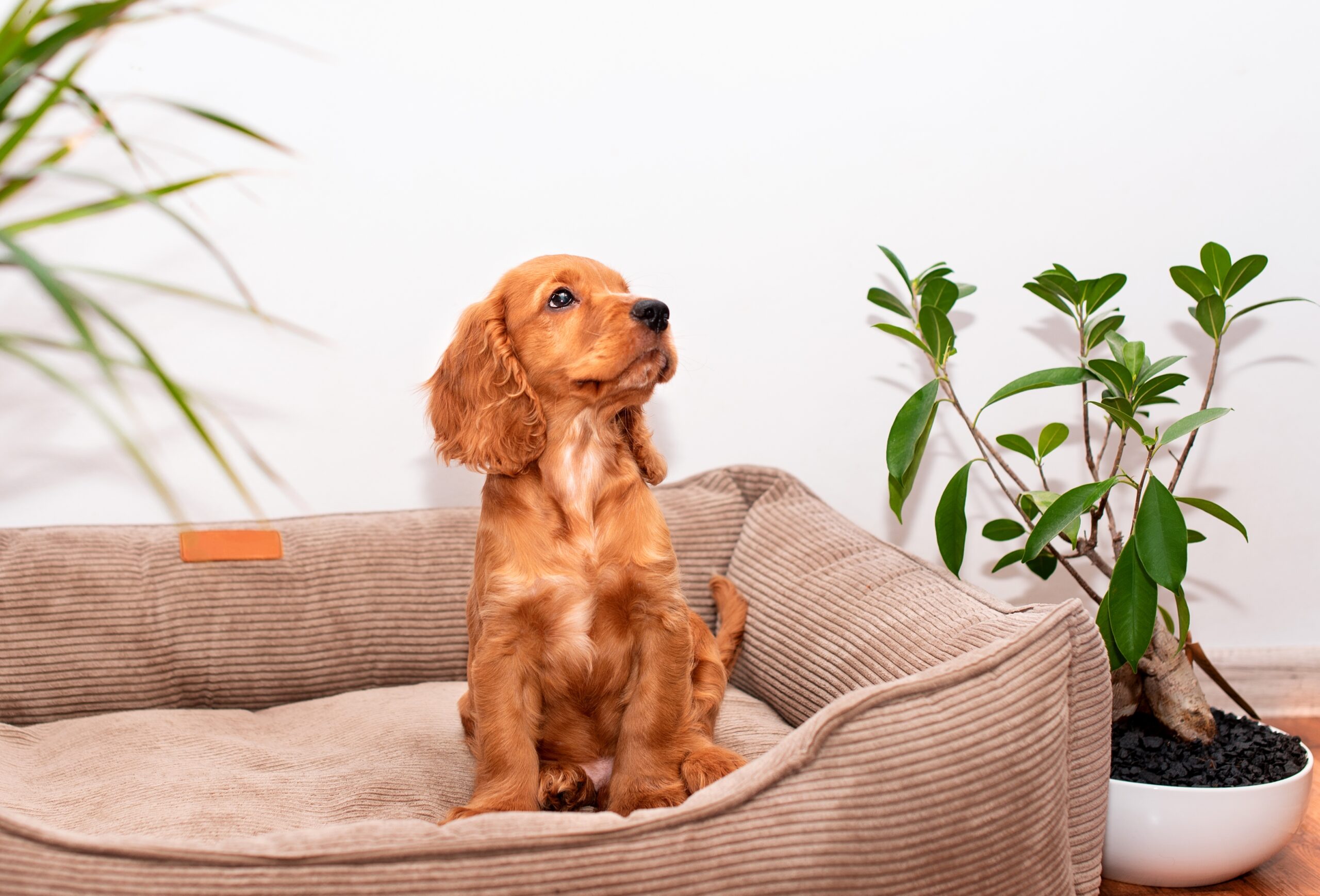 A,Red,Cocker,Spaniel,Puppy,Is,Sitting,In,A,Dog